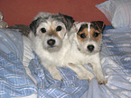 2 Parson Russell Terrier im Bett