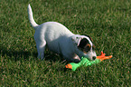 spielender Parson Russell Terrier Welpe