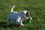 spielender Parson Russell Terrier Welpe