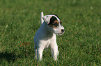 stehender Parson Russell Terrier Welpe