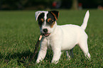 Parson Russell Terrier Welpe mit Stckchen