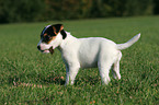 stehender Parson Russell Terrier Welpe