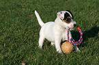 Parson Russell Terrier Welpe mit Ball