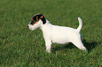 stehender Parson Russell Terrier Welpe