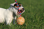 spielender Parson Russell Terrier Welpe