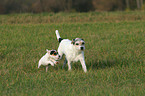 rennende Parson Russell Terrier