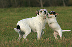 Parson Russell Terrier mit Welpe