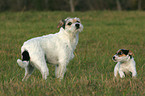 Parson Russell Terrier mit Welpe