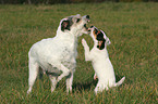 Parson Russell Terrier mit Welpe