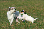 rennende Parson Russell Terrier
