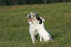 Parson Russell Terrier mit Welpe