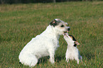 Parson Russell Terrier mit Welpe