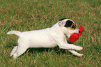 spielender Parson Russell Terrier Welpe