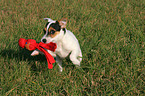 spielender Parson Russell Terrier Welpe