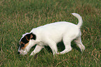 schnuppernder Parson Russell Terrier Welpe