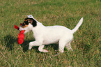 spielender Parson Russell Terrier Welpe