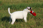 spielender Parson Russell Terrier Welpe