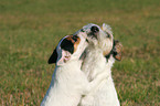Parson Russell Terrier bekommt Kuss von einem Welpen