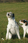 Parson Russell Terrier mit Welpe