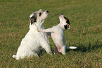 Parson Russell Terrier mit Welpe