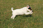 rennender Parson Russell Terrier Welpe