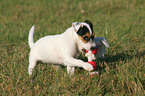 spielender Parson Russell Terrier Welpe