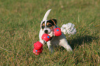 spielender Parson Russell Terrier Welpe