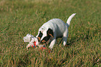 spielender Parson Russell Terrier Welpe