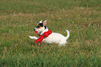 spielender Parson Russell Terrier Welpe