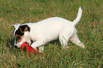 Parson Russell Terrier Welpe mit Spielzeug