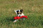 spielender Parson Russell Terrier Welpe