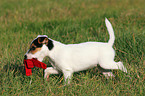 spielender Parson Russell Terrier Welpe