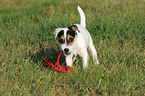 Parson Russell Terrier Welpe mit Spielzeug