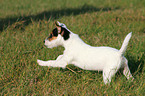 rennender Parson Russell Terrier Welpe