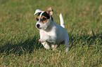 rennender Parson Russell Terrier Welpe