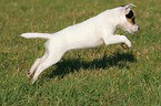 springender Parson Russell Terrier Welpe