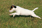 rennender Parson Russell Terrier Welpe