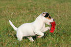 spielender Parson Russell Terrier Welpe