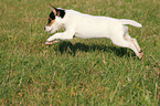 springender Parson Russell Terrier Welpe