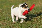 spielender Parson Russell Terrier Welpe