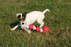 spielender Parson Russell Terrier Welpe