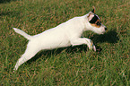 rennender Parson Russell Terrier Welpe