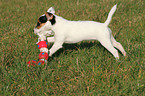 spielender Parson Russell Terrier Welpe