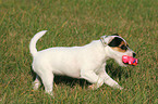 spielender Parson Russell Terrier Welpe