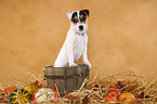 Parson Russell Terrier Welpe im Stroh