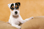 liegender Parson Russell Terrier Welpe