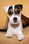 liegender Parson Russell Terrier Welpe
