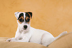 liegender Parson Russell Terrier Welpe