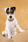 sitzender Parson Russell Terrier Welpe