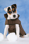 Parson Russell Terrier Welpe mit Wintermantel